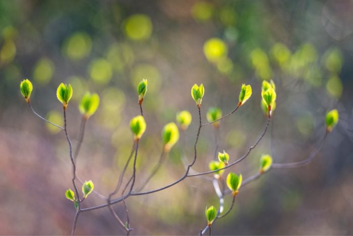 Canva画像　新芽