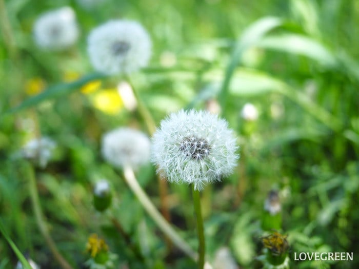 たんぽぽの綿毛