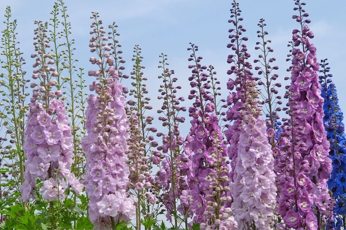 Canva デルフィニウム