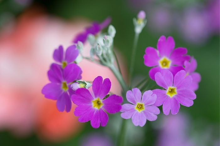 Canva画像　サクラソウ