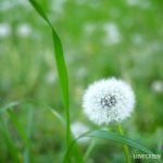 たんぽぽの綿毛