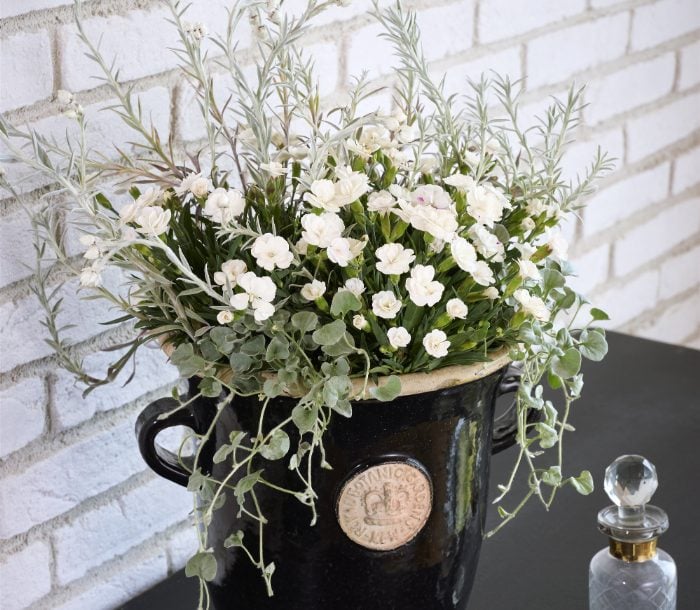 ダイアンサス ラッキーリップス