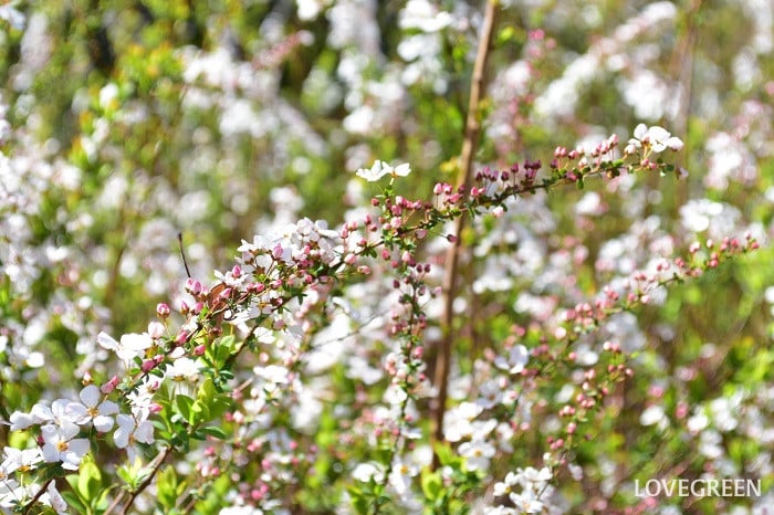 ピンクユキヤナギ