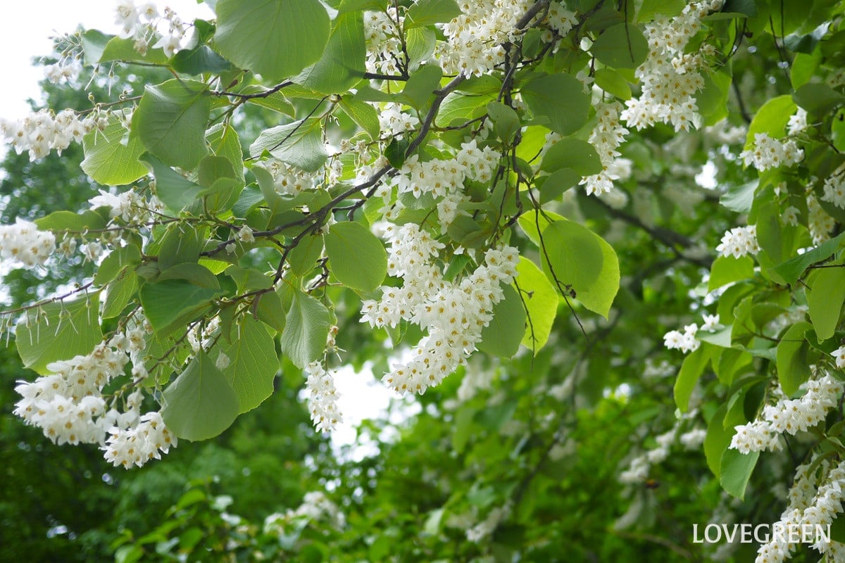 おうちにあった庭木の選び方|シンボルツリーや花や実が楽しめる木とお手入れガイド