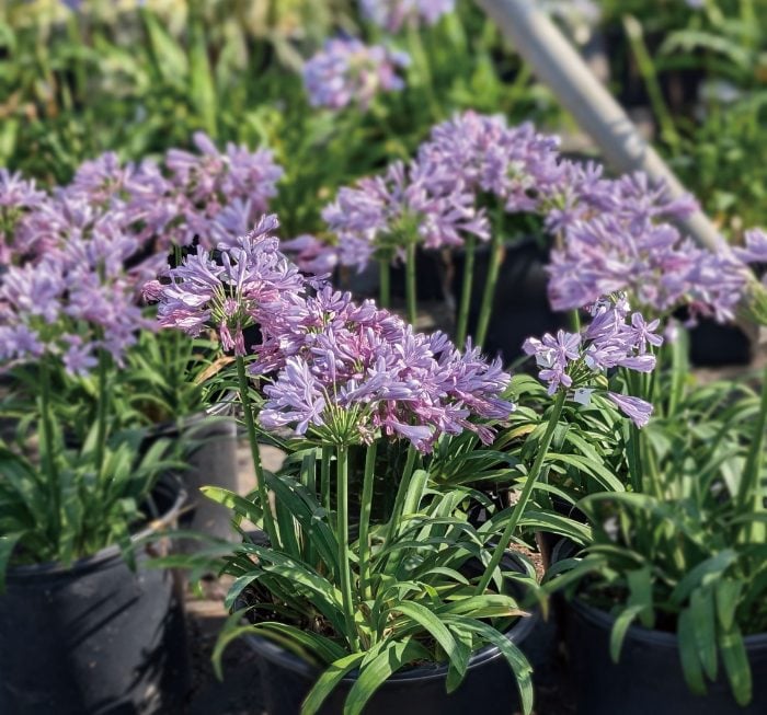 アガパンサス-アトミックエイジ