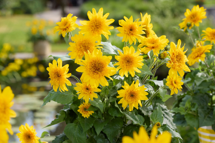 ヒマワリ_カダン アポロンゴールド_イメージ