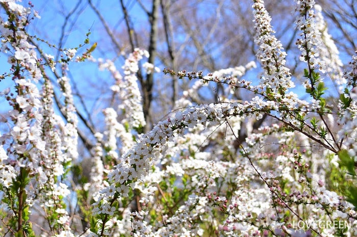 ピンクユキヤナギ