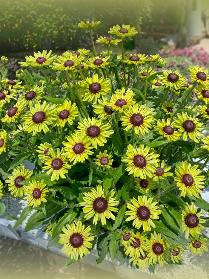 ルドベキア_ソレリア_グリーン