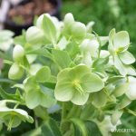 クリスマスローズ アーグティフォリウス