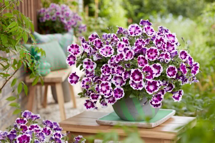 ペチュニア_カダンファンハウス_ペインテッドラブ