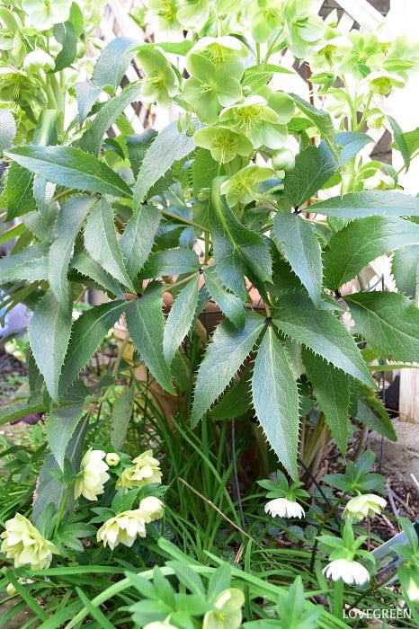 クリスマスローズアーグティフォリウス