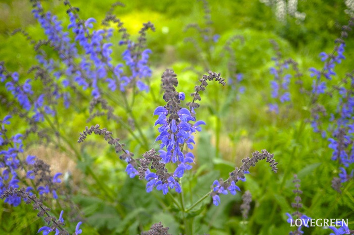 サルビア・スペルバ