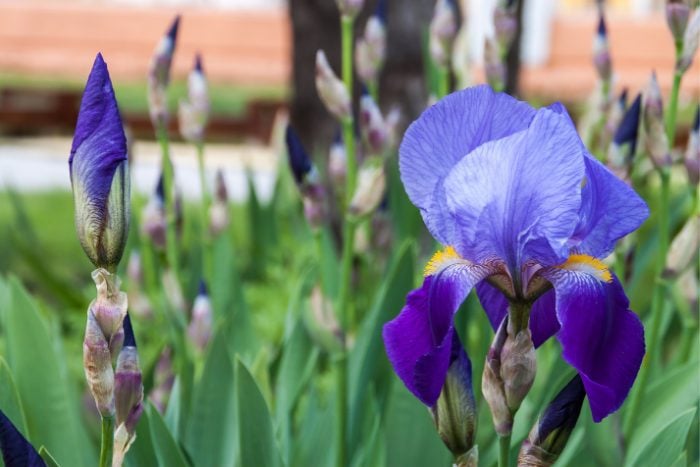 Canva画像　ジャーマンアイリス