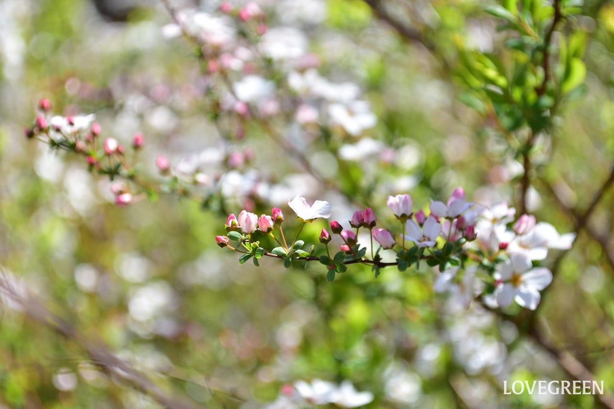 咲き進むと色が変わる! ピンクユキヤナギ|春に花が咲く木
