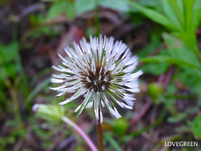 たんぽぽの綿毛