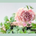 アネモネ　壁紙