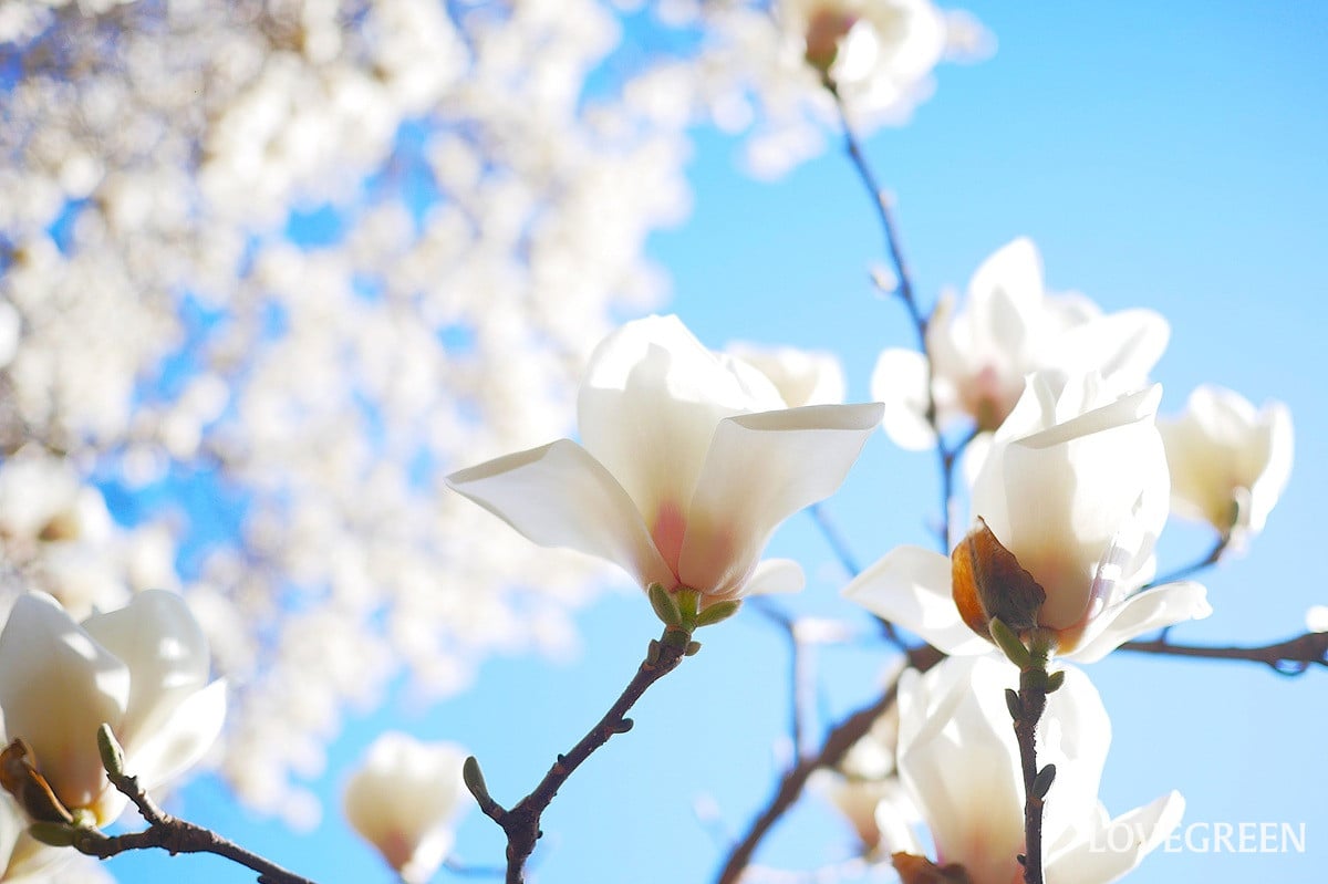 ハクモクレンの魅力と楽しみ方｜青空を背に咲く白い貴婦人のような花