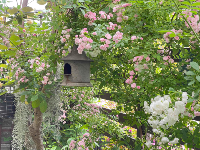 あの人の庭　中本由紀さん