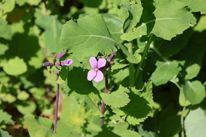 ムーミンバレーパーク