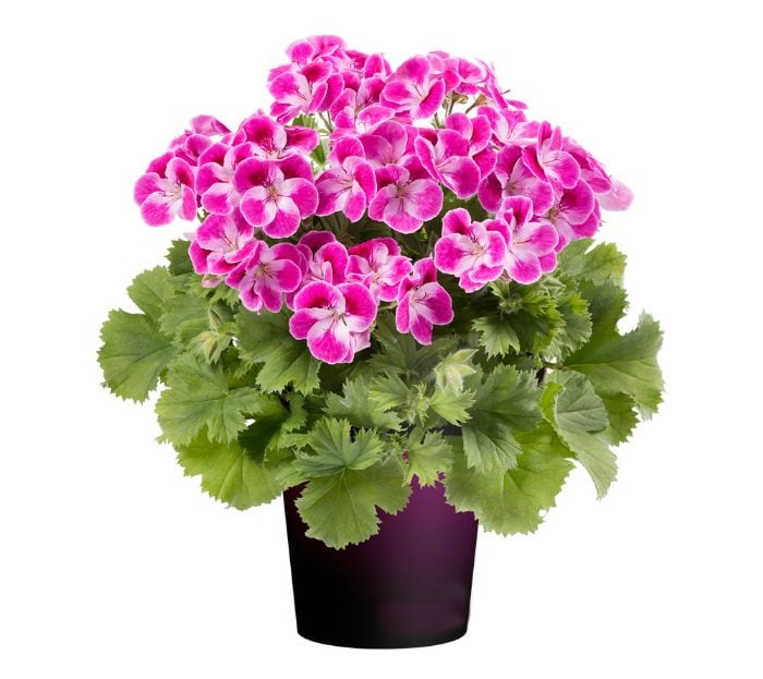 ペラルゴニウム「ピンカーベル」