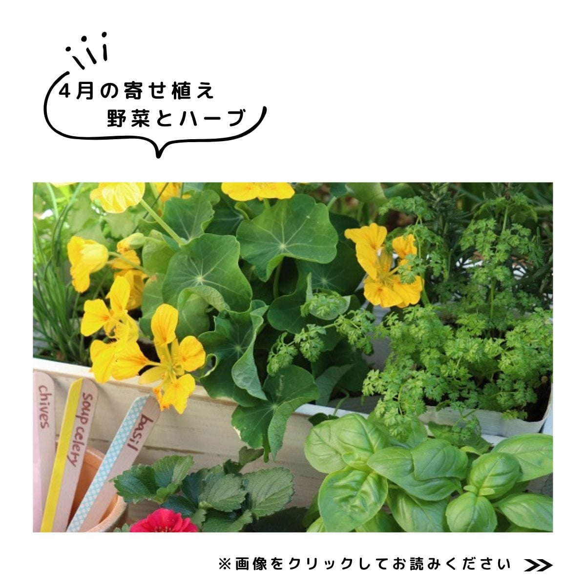 4月の寄せ植え