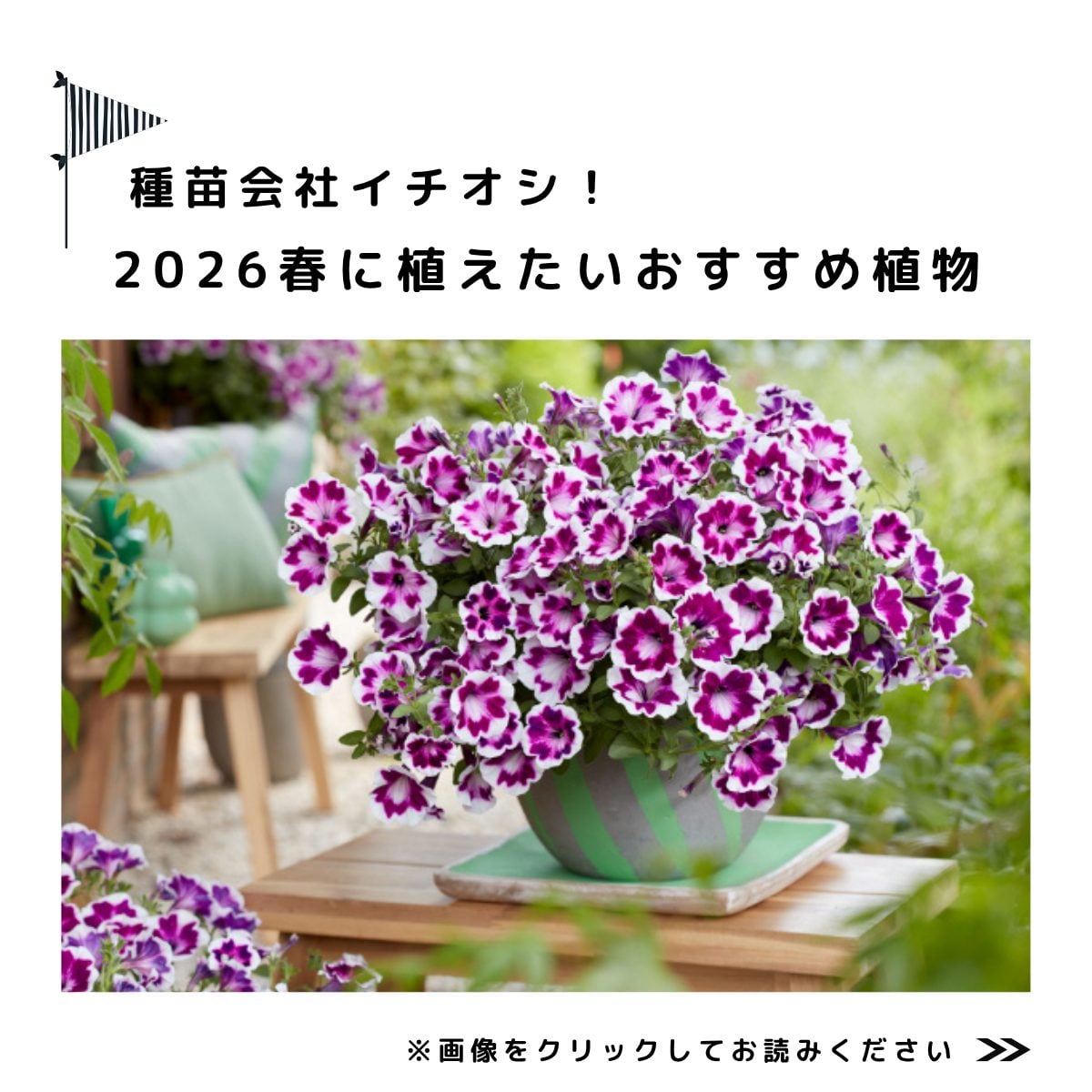 種苗各社イチオシ！ 春に植えたいおすすめ植物
