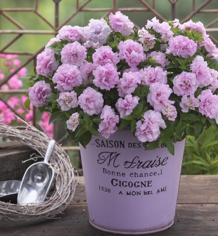 ペチュニア_ギュギュダブル ピンク