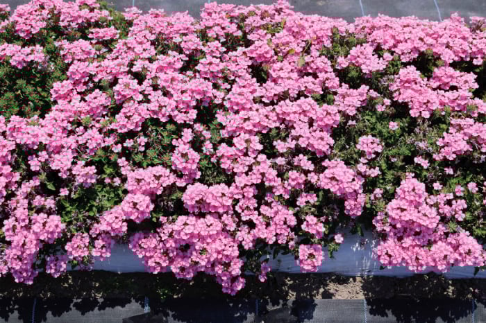 ココ・デコラ_ピンク 