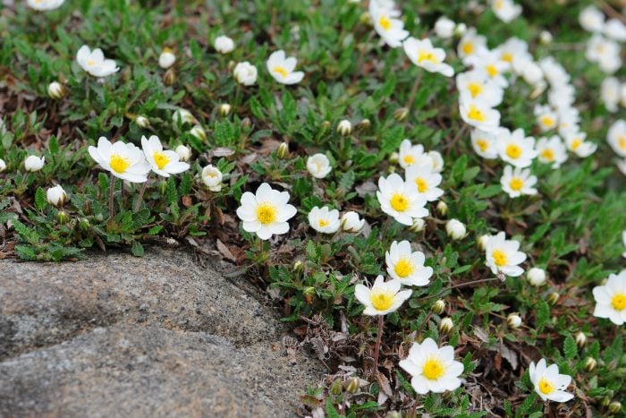 Canva画像　長之助草　チョウノスケソウ