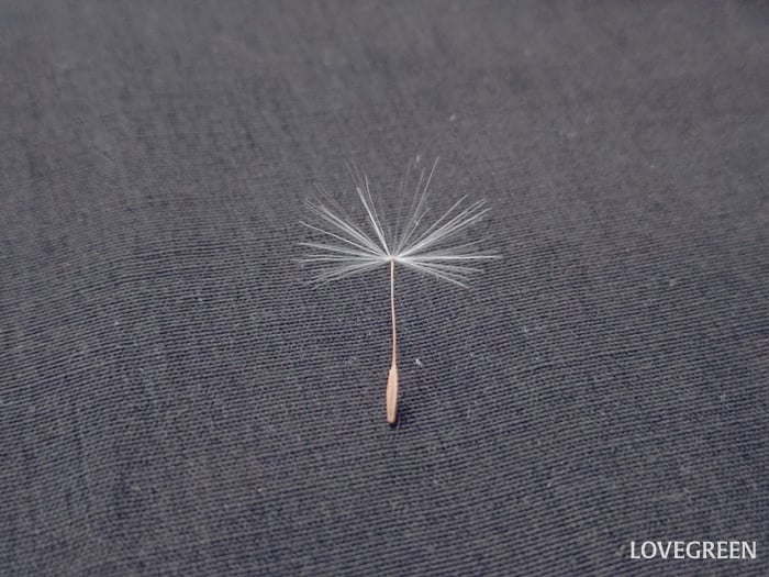 たんぽぽの綿毛