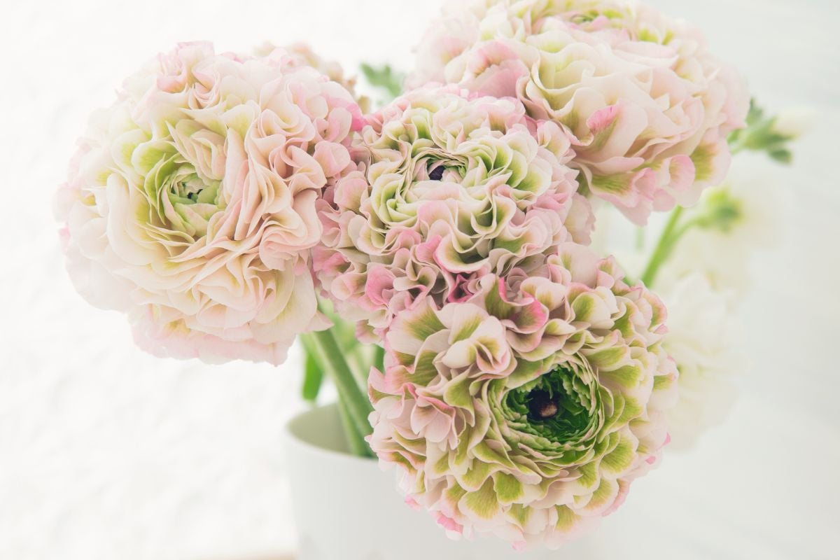 ふんわり優しい春の花、ラナンキュラス｜育て方とお部屋での飾り方ガイド