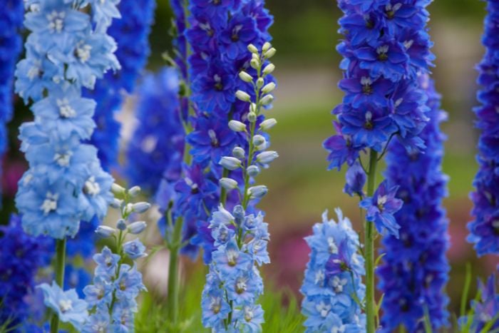 Canva デルフィニウム