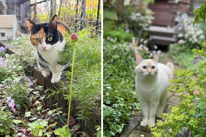 あの人の庭　中本由紀さん