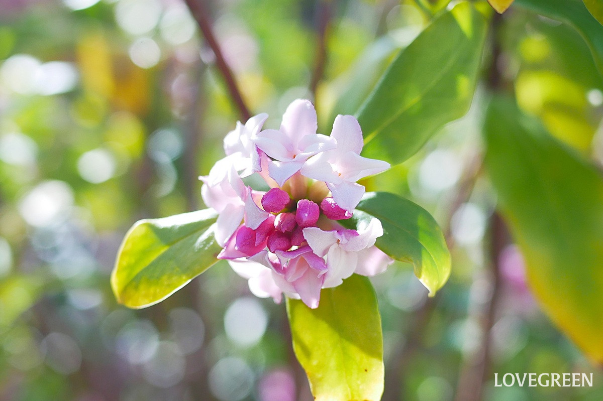 沈丁花｜春を知らせる甘い香りの小さな花