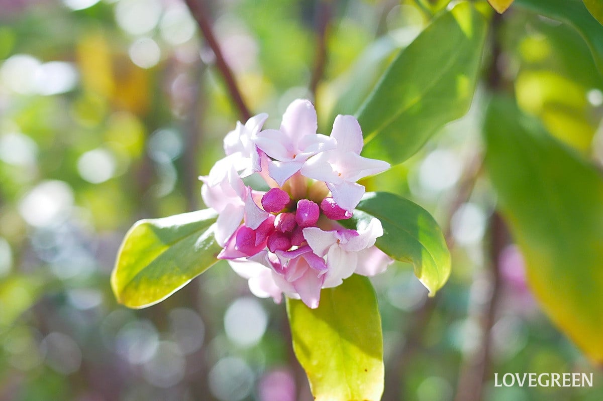 沈丁花|春を知らせる甘い香りの小さな花