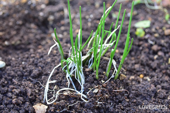 チャイブ　芽吹き