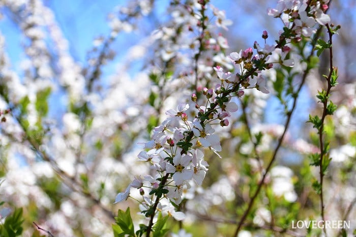 ピンクユキヤナギ