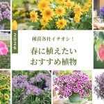 種苗各社イチオシ春のおすすめ植物