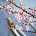 桜の生け方