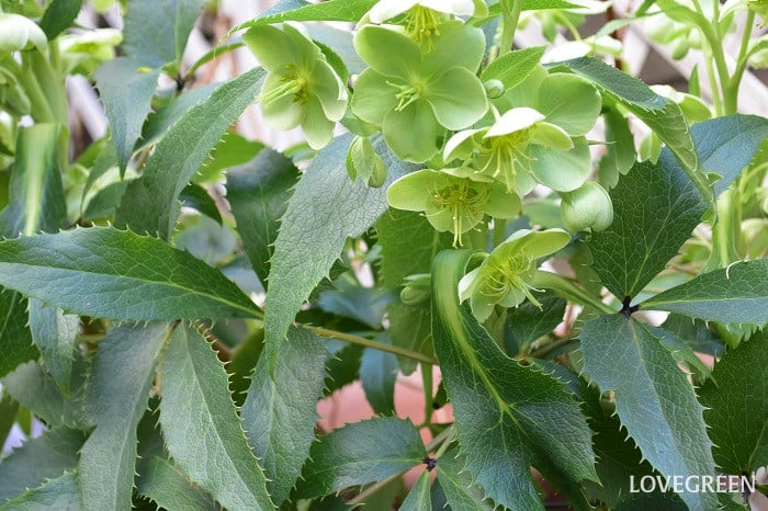 クリスマスローズ　アーグティフォリウス