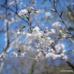 オオカンザクラ