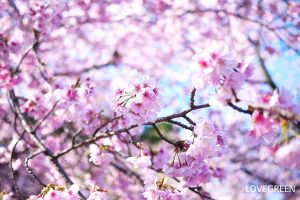 桜