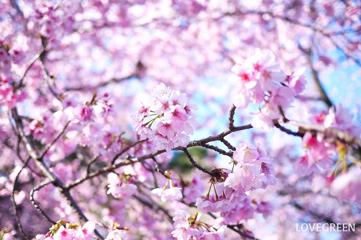 桜|日本の春の象徴。愛され続ける美しく可憐な花