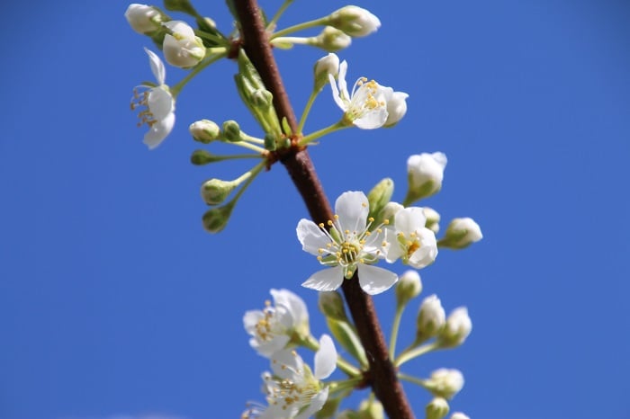 梨の花 Adobe Stock