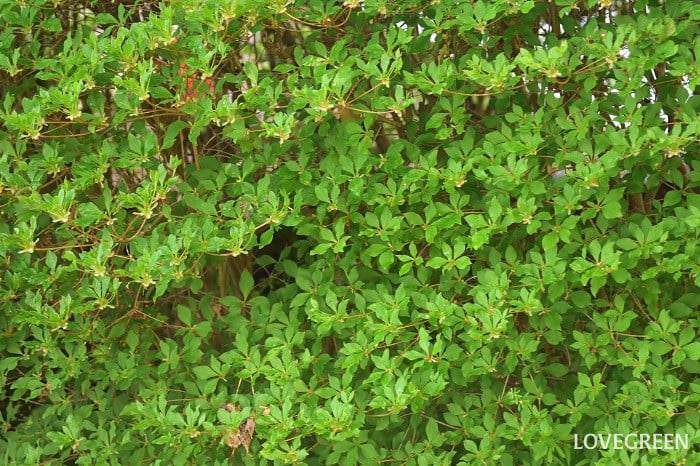 ドウダンツツジ