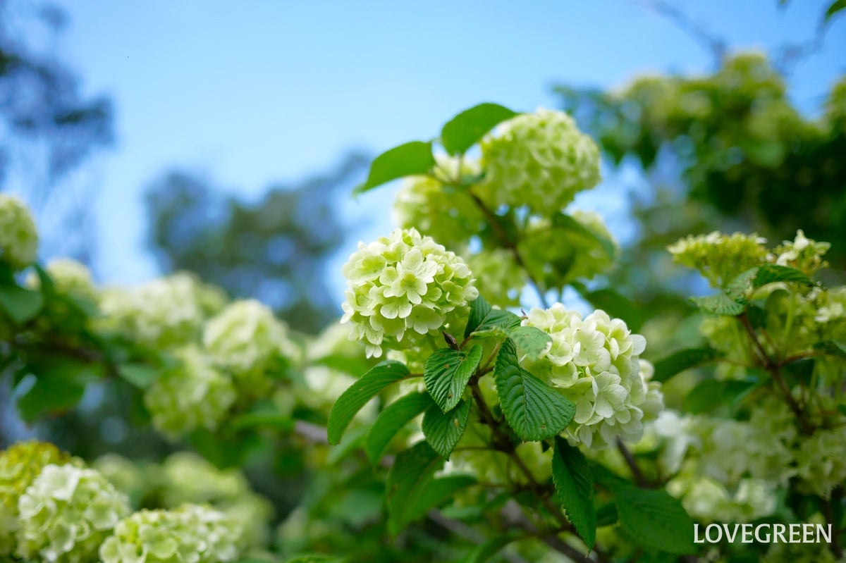 おうちにあったシンボルツリーの選び方｜理想のお庭になるおすすめ樹種