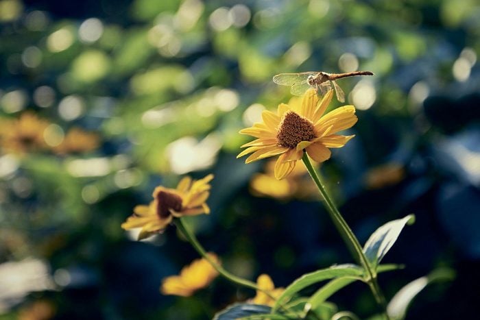 Canva画像　トンボ