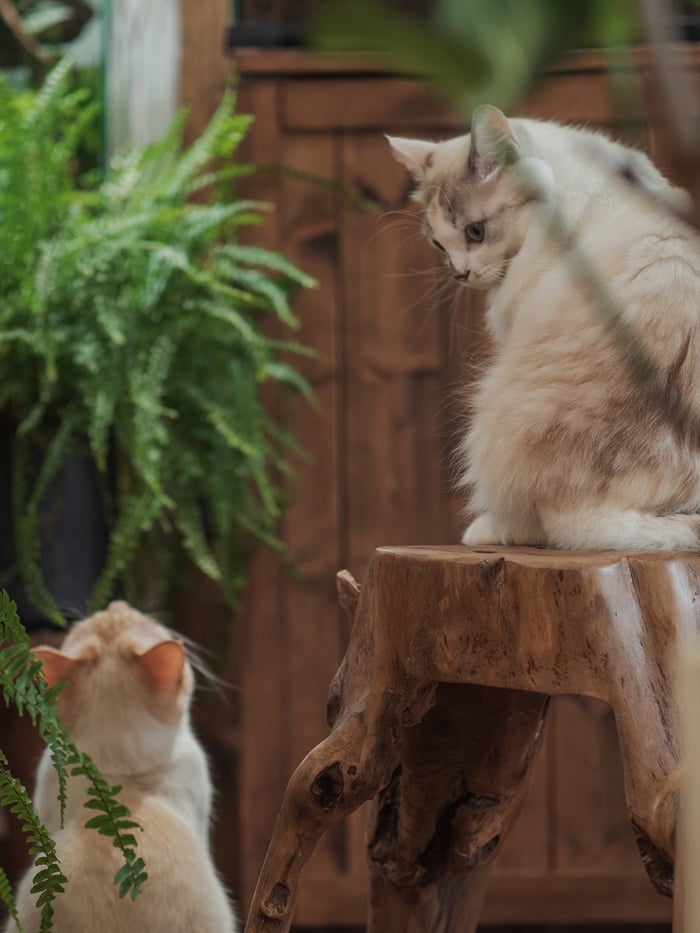 イエソト空間の達人たち＿このやさん