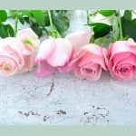 5月の壁紙