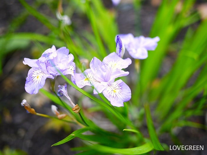 ヒメシャガ1小 ヒメシャガ